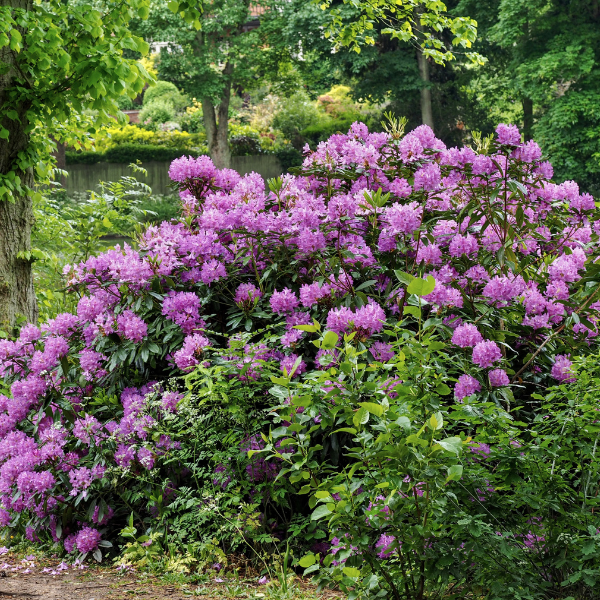 Rhododendron 'Rasputin' - Rhododendron 'Rasputin'