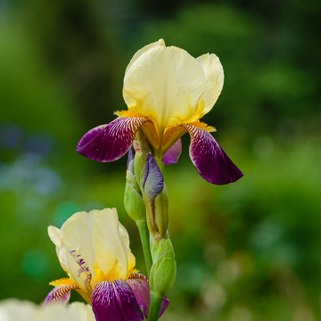 Iris des jardins 'Rajah Brooke' - Iris germanica 'Rajah Brooke'