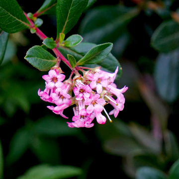 Escallonia Rose De Cornay