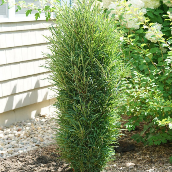 Bourdaine 'Fine lime' - Rhamnus frangula 'Fine lime'