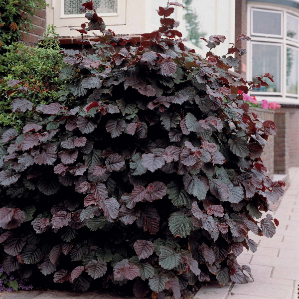 Noisetier pourpre - Corylus maxima 'Purpurea'