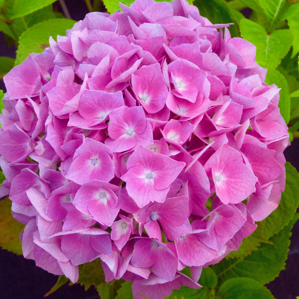 Hydrangea Macrophylla Chaperon Rouge