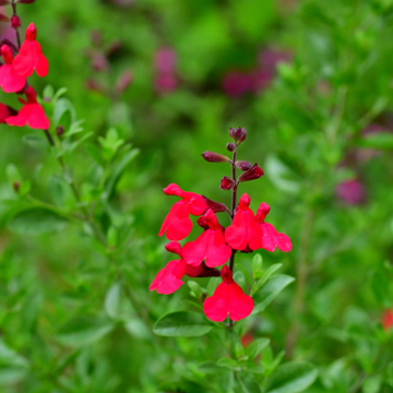 Sauge à petites feuilles 'Rouge' - Salvia microphylla 'Rouge'