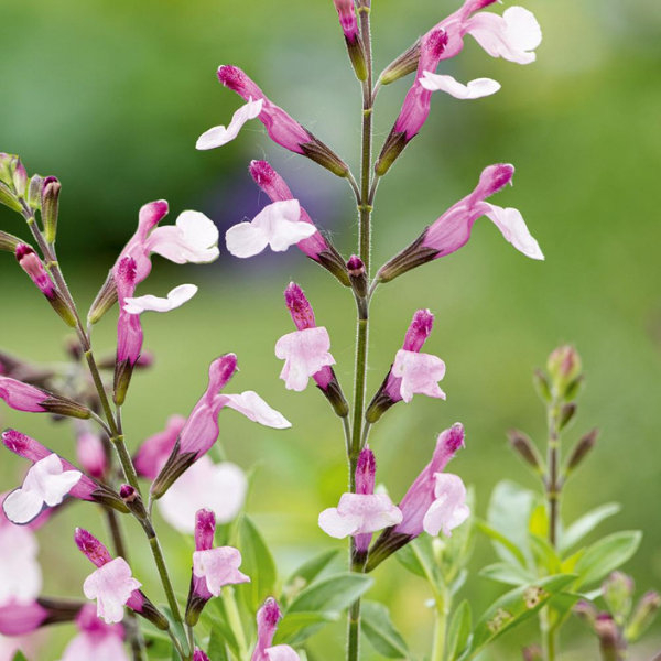 Sauge 'Joy' - Salvia greggii 'Joy'