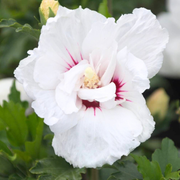 Hibiscus Syriacus French Point (R) (Minfren PBR)