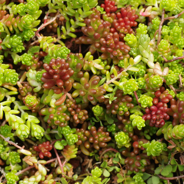 Orpin feuillage vert bronze - Sedum album coral carpet