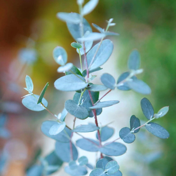 Gommier cidre 'Silverana' - Eucalyptus gunnii 'Silverana'