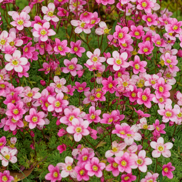 Saxifrage rose vif centre blanc - Saxifraga alpino early picotée