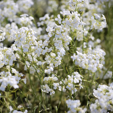 Arabette panachée 'Old Gold' - Arabis ferdinandi coburgii 'Old Gold'