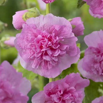 Rose trémière 'Pleniflora - rose ' - Alcea rosea 'Pleniflora - rose'