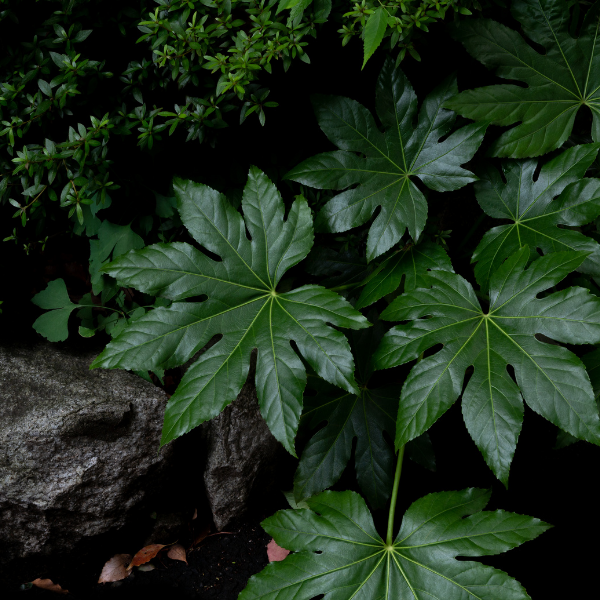 Aralia japonica