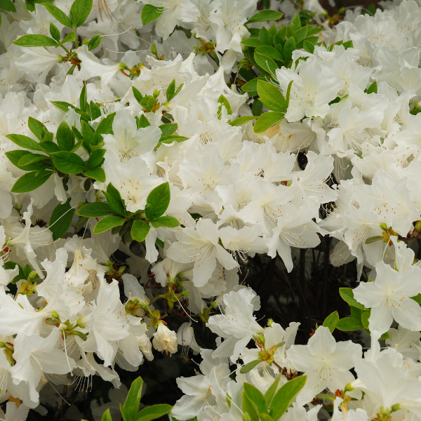 Azalea japonica ‘Olga niblett’