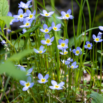 Plante Cruelle Bleue - Houstonia caerulea
