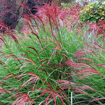 Eulalie, Roseau de Chine 'Ferner Osten' -  Miscanthus sinensis 'Ferner Osten'