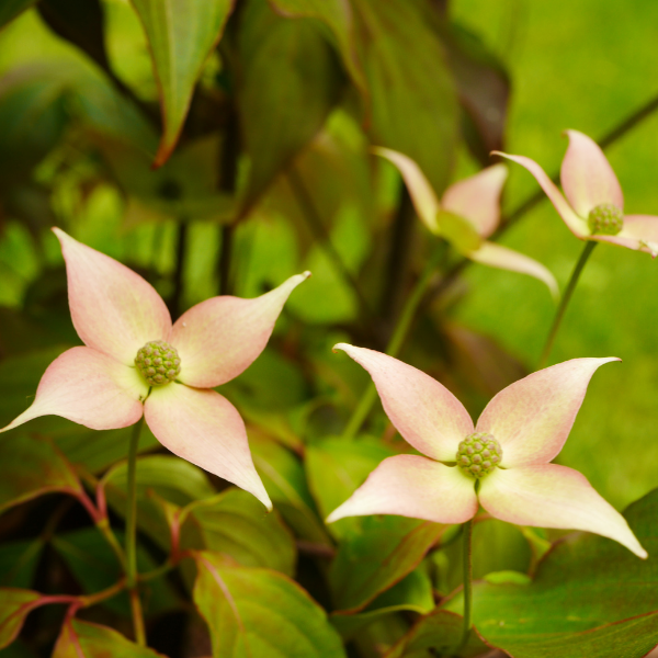 Cornouiller du Japon 'Cappuccino' - Cornus kousa 'Cappuccino'