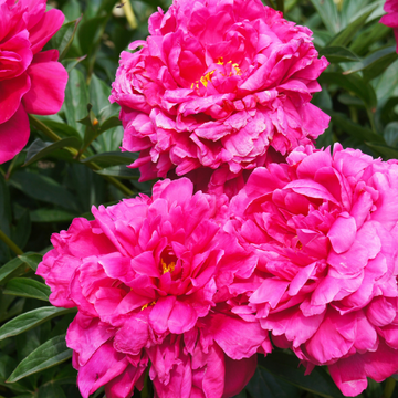 Pivoine De Chine 'Kansas' - Paeonia lactiflora 'Kansas'