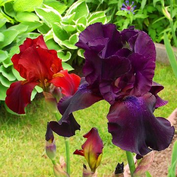 Iris nain 'Cherry Garden' - Iris pumila 'Cherry Garden'