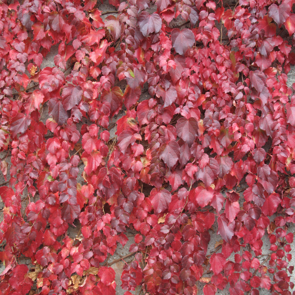 Vigne vierge vraie 'Engelmannii' - Parthenocissus quinquefolia 'Engelmannii'