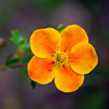 Potentille fruticosa Tangerine