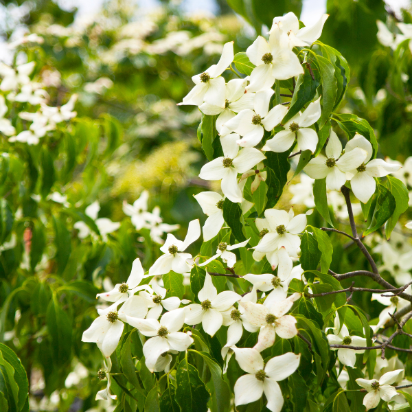 Cornouiller Du Japon 'Chinensis' - Cornus Kousa 'Chinensis'