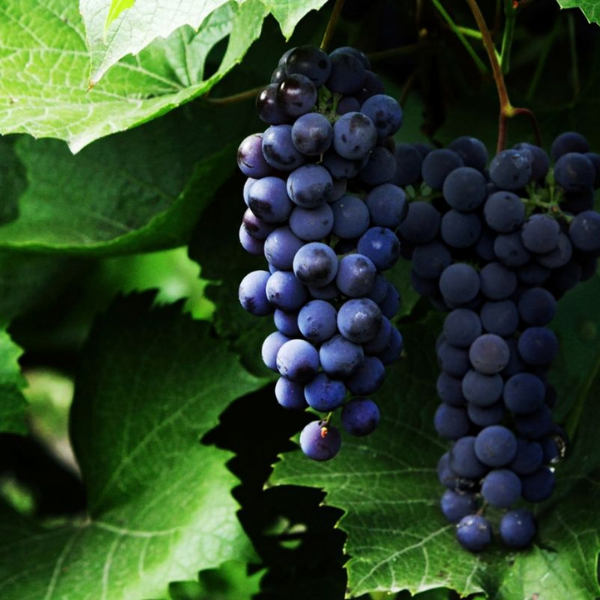 Vigne 'Isabelle' - Vitis vinifera 'Isabelle'