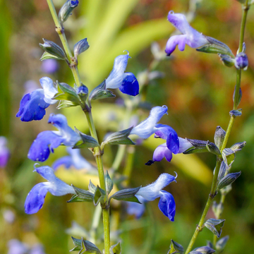 Sauge cobalt - Salvia reptans west texas form