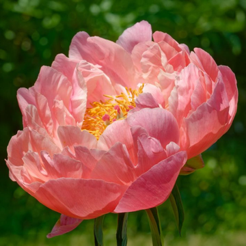 Pivoine de Chine 'Coral Charm' - Paeonia lactiflora 'Coral Charm'