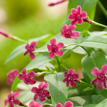 Jasmin rose - Jasminum beesianum
