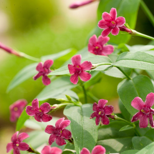 Jasmin rose - Jasminum beesianum