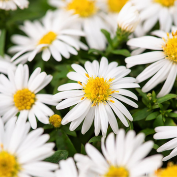 Aster nain 'Niobe' - Aster dumosus 'Niobe'
