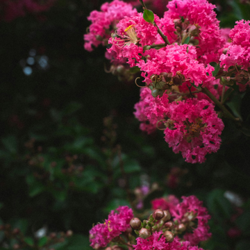 Lilas des Indes Braise D'été®' - Lagerstroemia indica 'Braise d'été®'