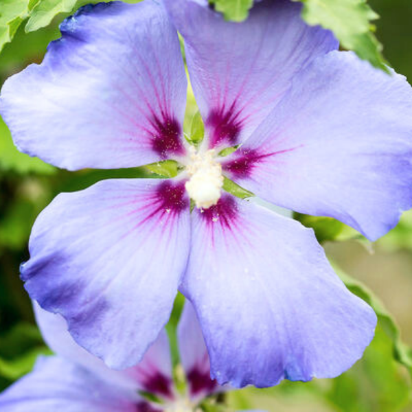Hibiscus Syriacus First Edition Hawaii (R) Hawaii T