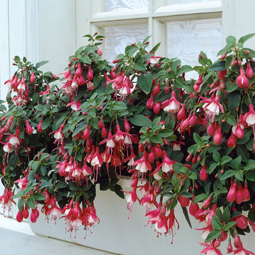 Fuchsia 'Lady Thumb' - Fuchsia 'Lady Thumb'