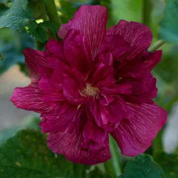 Rose Trémière Double 'Chater's Purple' - Alcea Rosea Plena 'Chater's Purple'