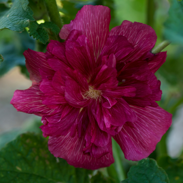 Rose Trémière Double 'Chater's Purple' - Alcea Rosea Plena 'Chater's Purple'
