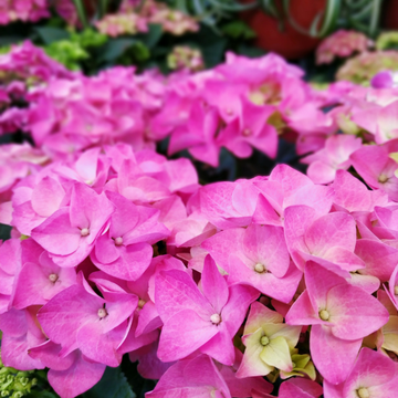 Hortensia Macrophylla Pia  - Hydrangea Macrophylla Pia