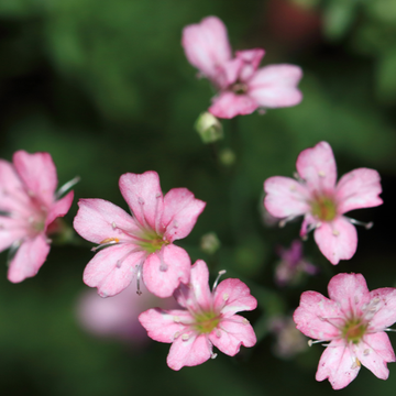 Gypsophile rampant 'Schonheit' - Gypsophila repens 'Schonheit'