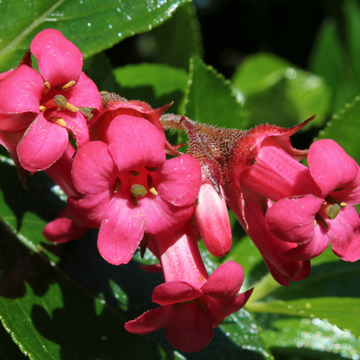 Escallonia 'Pride Of Donard' - Escallonia 'Pride Of Donard'