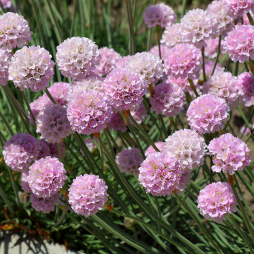 Gazon d'Espagne Rose - Arméria maritime 'Rosea'