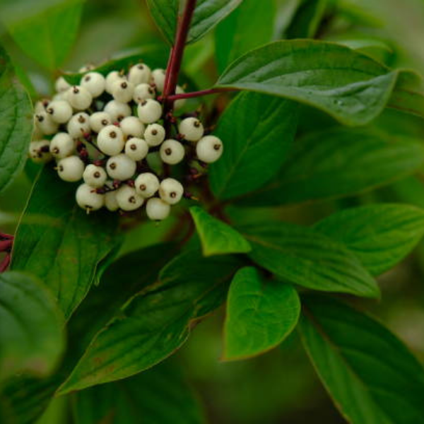 Cornouiller blanc alba Sibirica