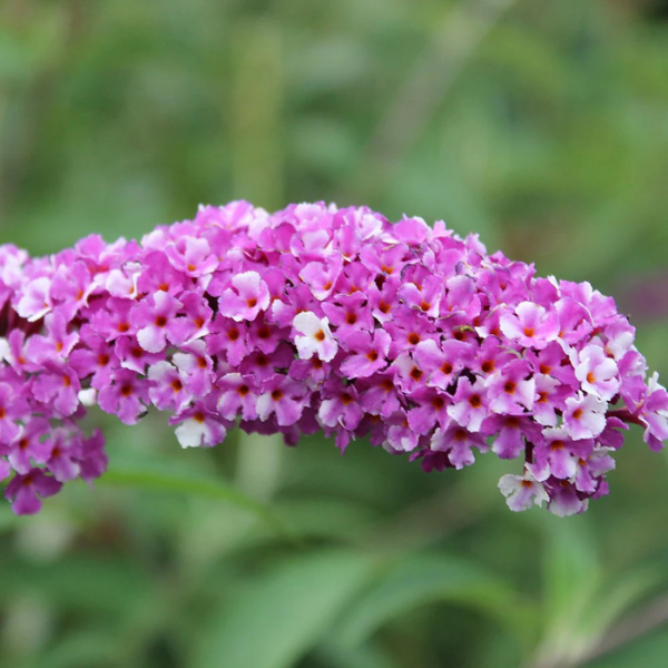 Arbre aux papillons 'Berries and Cream' - Buddleja davidii 'Berries and Cream'