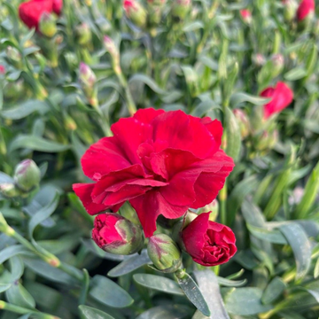 Dianthus Plumarius Passion Hot Red - Œillet Mignardise - Dianthus x Plumarius Passion Hot Red
