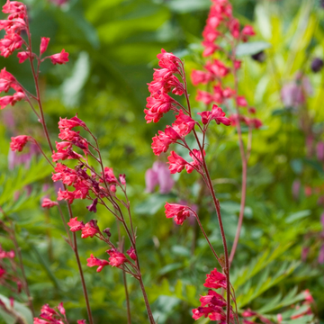 Heuchere Verte Floraison Rouge - Heuchera 'Paris'