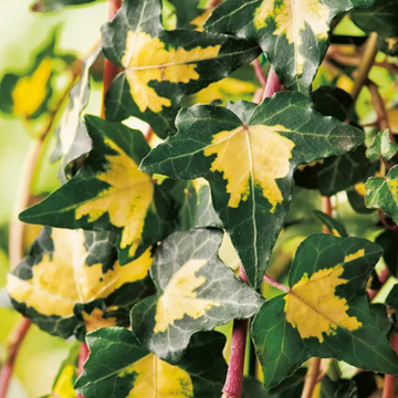 Lierre commun 'Goldheart' - Hedera helix 'Goldheart'