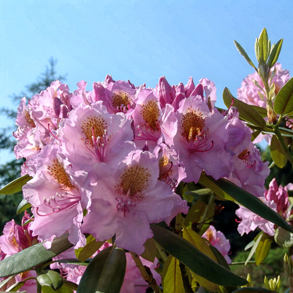 Rhododendron x 'Eucharitis' - Rhododendron 'Eucharitis'
