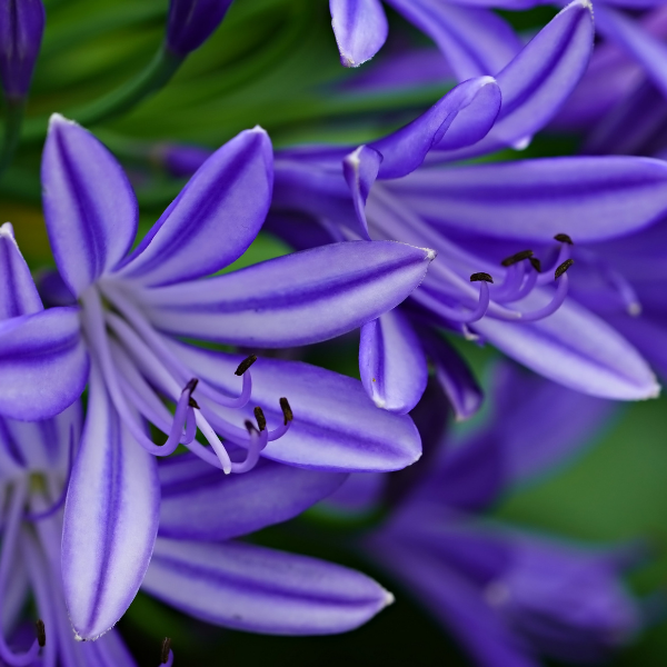 Agapanthe 'Black Pantha' -  Agapanthus 'Black Pantha'