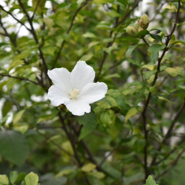 Hibiscus Syriacus Eleonore PBR
