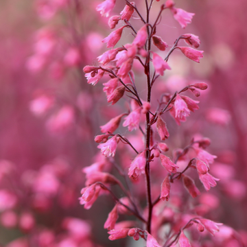 Heuchere brizoides rose - Heuchera brizoides bouquet rose