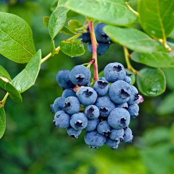 Myrtille d'Amérique 'Blue Jay' -  Vaccinium corymbosum 'Blue Jay'