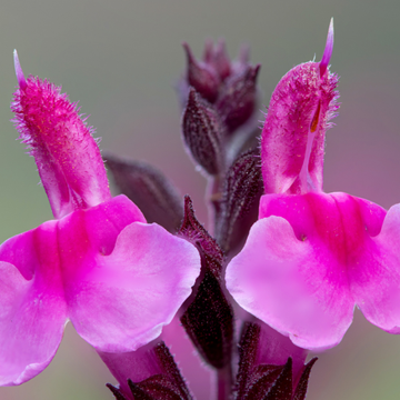 Salvia Grahamii Pink Blush